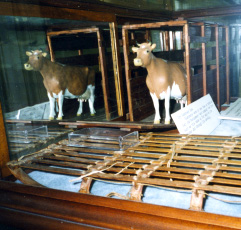 Cow & sledge at Peterborough H.S.